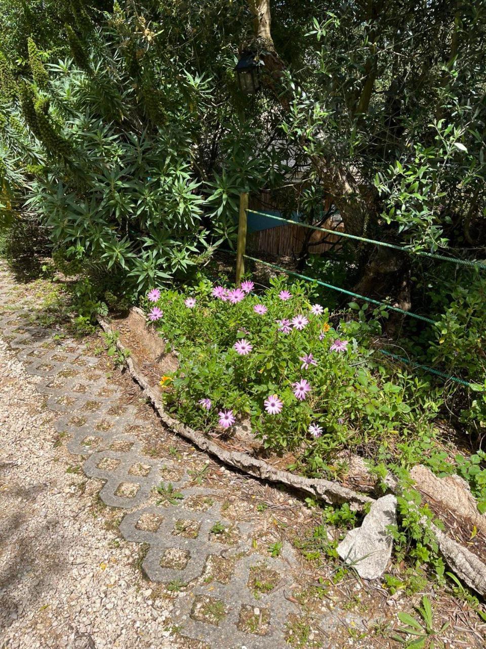 Quinta Laranja - Turismo Rural - Alvorninha Kültér fotó
